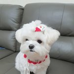 [말티즈<b>슈가</b>] 말티즈<b>슈가</b>이야기(아홉)