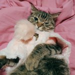 너넨 고양이 없찌? (고양이자랑)