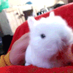 헐 <b>라미</b> 김성경 에셈 다시 들어갔대