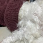 [이것좀봐줘] 강아지한데 젖 꼭지물림;;ㅋㅋㅋ