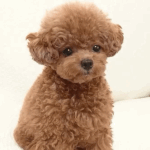 임테기 이거 <b>두</b><b>줄</b>임?