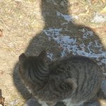 [고양이] 길냥이 이자 개냥이인 루지 나 의 <b>주인님</b> ㅠㅠ