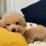 [강아지] 내가 전생에 개였으면 삽살개?