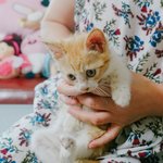 [고양이] 숨바꼭질 좋아하는 우리집 하냥이