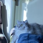 기엽지 우리집고양이