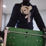 +추가 미친여자가 기사님강아지한테 참기름넣은 쌀죽 먹였다함