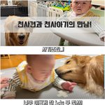 [강아지] 아기를 너무 사랑해서 항상 핥아주는 <b>골든</b>리트리버!