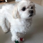 그래서 이 강아지 <b>쥬</b>인 누군지 아는 사람