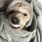 우리 강아지 건치 좀 <b>자랑</b>해도 됨?