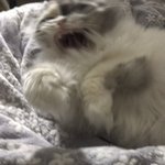 울 집 고양이 <b>하품</b>하는 것봐