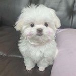 <b>번역가</b> 되기 위해서 필요한 능력이 뭐라고 생각해??