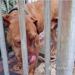 [이것좀봐줘] 키우던 맹견 입· 가슴은 피투성이…침대위에는 숨진...
