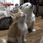 [댓글부탁해] 쇼타로 춤 오지게 추긴 함ㅇㅇㅇㅇㅇ