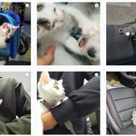 제 아이들(강아지와 고양이)를 찾습니다.