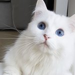 고양이가 눈이 뭐<b>이리</b> ㅇ이뻐..