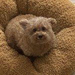<b>와플</b>대학 메뉴 추천 부탁해 ㅠㅠㅠㅠㅠ