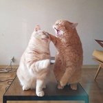 <b>집사</b>야, 얘 좀 치워봐라냥!!!