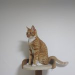 [고양이] 나는 <b>아토</b>가 있다.