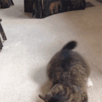 고양이 춤.<b>gif</b>