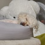 [강아지] 우리집 뽀리 자는거 보고 갈 사람(<b>요상</b>함 주의)