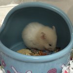 [19] 햄스터<b>거인</b> 경보발령
