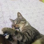 [고양이] 고양밈 좋아하세요,,,?