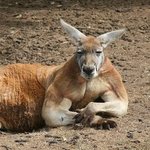 캥거루 사진보는데 정국 생각남