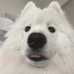 댕댕이는 인간한테 너무 과분해