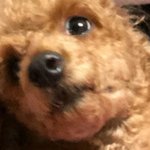 이ㅍ <b>푸들</b> 누구 <b>푸들</b>임?