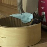 갱얼<b>쥐</b> 고영희 구경하다가 울 고영희도 자랑한다