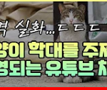 고양이 <b>학대</b>를 주제로 운영되는 유튜브 채널 ㄷㄷㄷㄷ