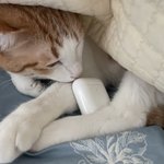 당근 언제 끌올할까