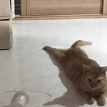 고양이들은   다  <b>이</b><b>럽</b>니까?ㅡㅡ복순씨의 궁뎅이 미스터리