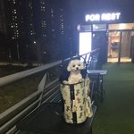<b>아오</b> 울집개 꼬질해진 거 봐