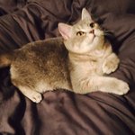 [고양이] 이쁜 우리 <b>아가</b>들 보고 가세요