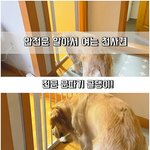 [강아지] 알아서 <b>문여</b>는 강아지!