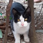 [이것좀봐줘] 길냥이 <b>인생샷</b> 찍어줬어