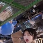 <b>서수진</b> 라쿤한테 머리채 잡힌거 봤냐 ㅋㅋㅋㅋ