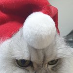 냥산타 &amp; 냥<b>돌프</b> 보고 가세요!