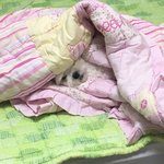 객관적인 <b>시선</b>으로 봐줄 배고픈 애들 들어와봐