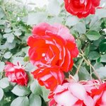 [19] <b>양성</b>애자 곧 21판녀 질문받음