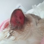 키우던 고양이가 애인과 동거를 하다 집을 <b>비운</b>사이에 급사했습니다.