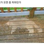 [19] 나 셀프왁싱 함 질문 ㄱ