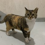 [고양이] 고양이를 찾습니다 ㅠㅠ (찾았습니다! ㅠㅠ)