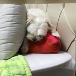 강아지 키우는 친구들에게 강추하는 베개