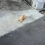 [고양이] 길고양이랑 조금 친해졌어요!