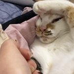 나 아기고양이 키우는데