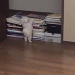 그레이 아나<b>토미</b> ㅈㄴ 이해 안 됨