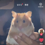 [댓글부탁해] 골든<b>햄스터</b> 키우는애들 질문