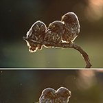 몰래 찍은 <b>야생</b>의 '굴욕 사진'
